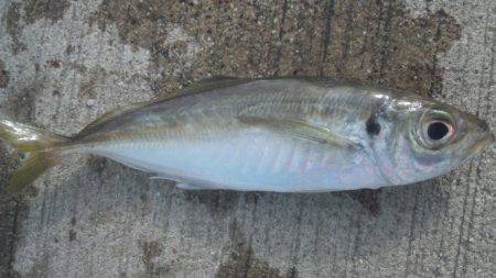 ファミリーフィッシング