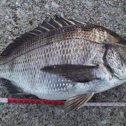 初のっこみチヌ