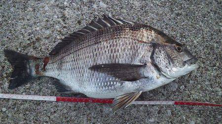 初のっこみチヌ