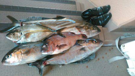 海上釣り堀岬でカンパチ、ヒラマサ狙い