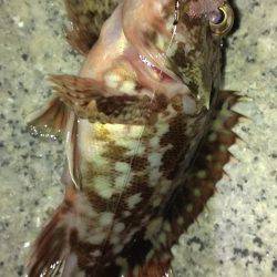 ど貧果ですが…