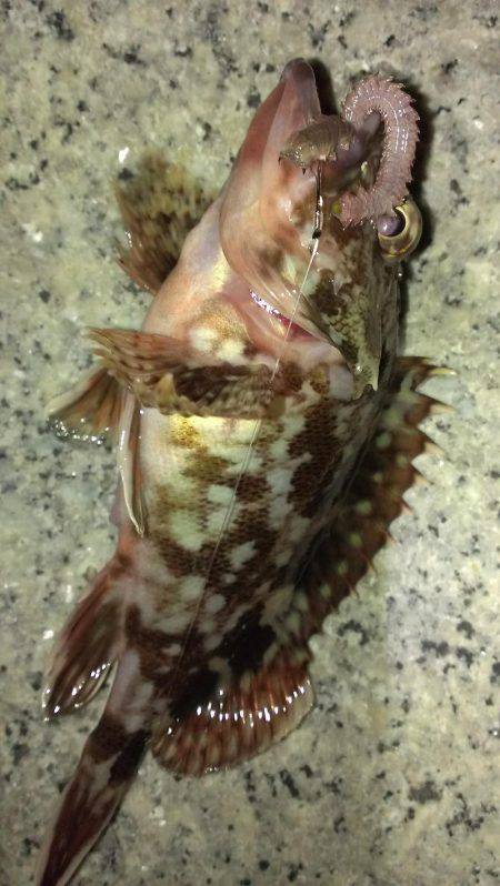 ど貧果ですが...