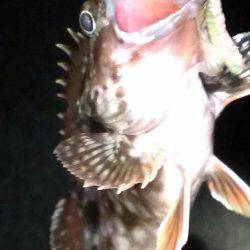 夜通しガシラ釣り