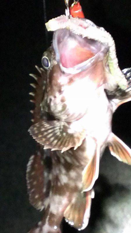 夜通しガシラ釣り