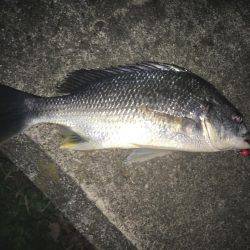 今シーズン初チニング♪初フィッシュ♫