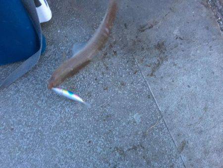 エソゲーム炸裂‼︎