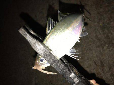 アジング釣行記