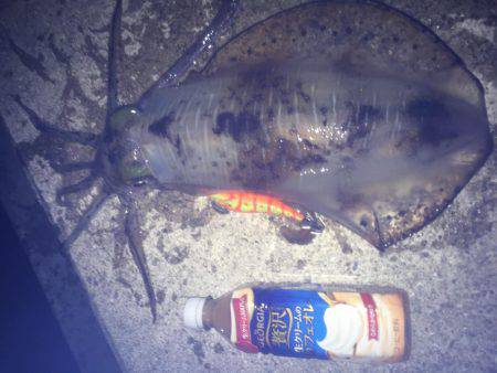 久々のエギング