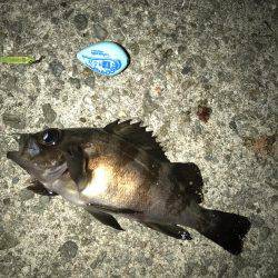 仕事終わりメバリング