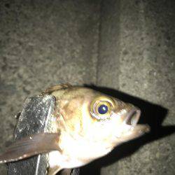 プレミアムフライデーメバリング