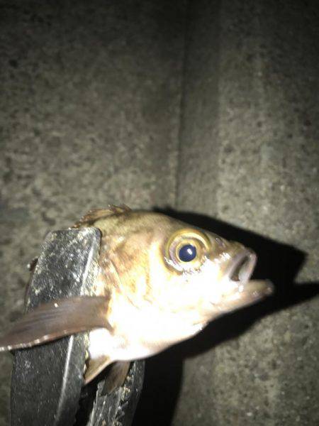 プレミアムフライデーメバリング