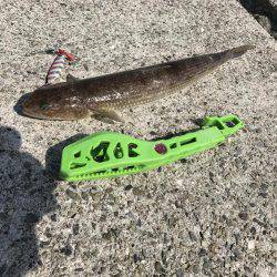 今日もやっぱりエソ祭り！わっしょい♪