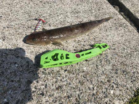 今日もやっぱりエソ祭り！わっしょい♪