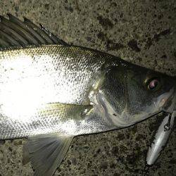 大きくならん！