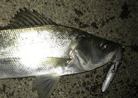 大きくならん！