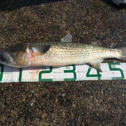 フカセチヌでボラのみ。。。