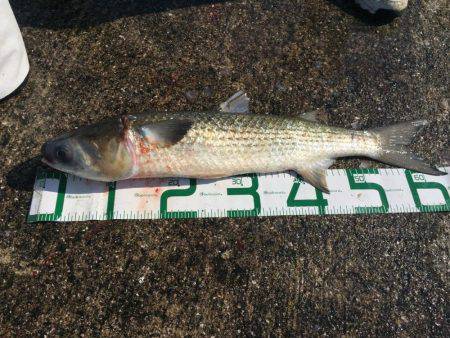 フカセチヌでボラのみ。。。