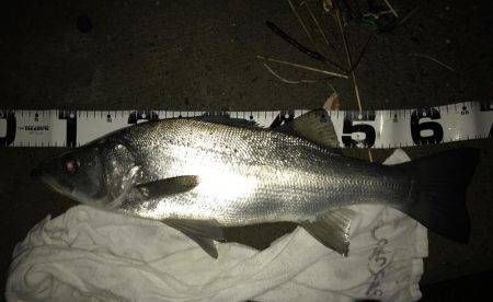 雨上がりのサイズアップ！