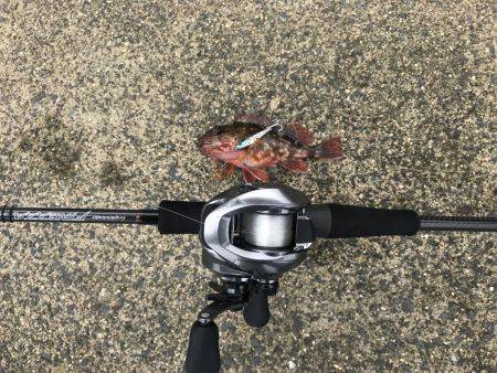 マイクロショアジギング