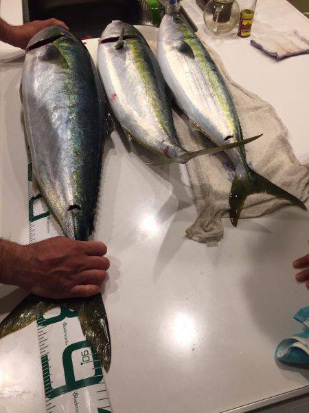 宮津市 船ジギング ブリ!