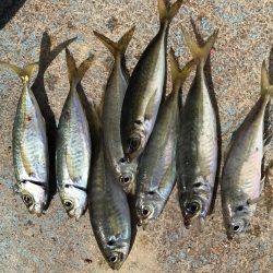 筏のかかり釣りでチヌ狙いダンゴ釣り