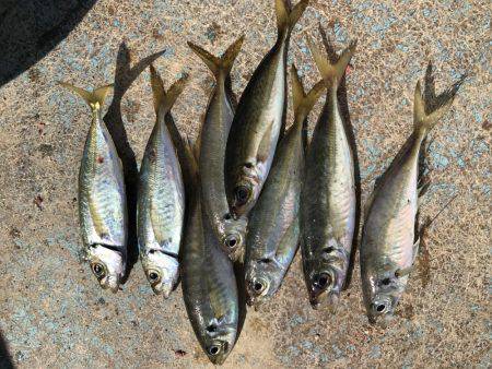 筏のかかり釣りでチヌ狙いダンゴ釣り