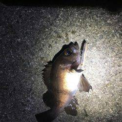 爆風メバリング