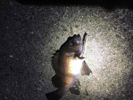 爆風メバリング