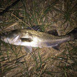 キビレ調査 NO,14