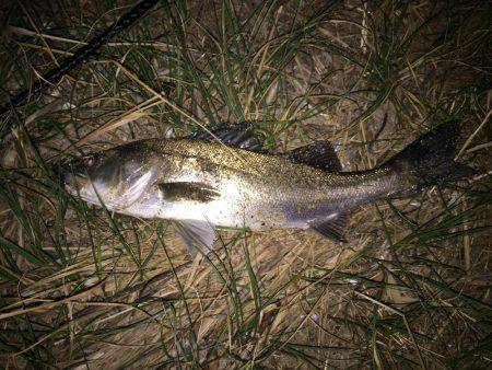 キビレ調査 NO,14