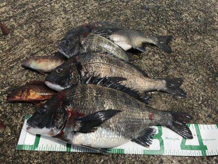 和田防波堤 チヌ！