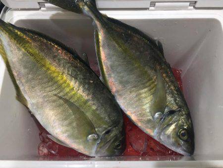 釣り堀シマアジ