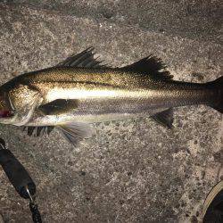 ようやくシーバス