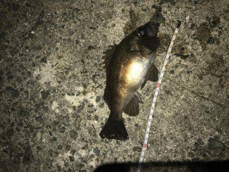 赤潮なんて！！