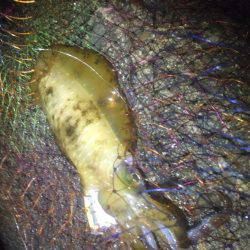 雨、風の中頑張りました。