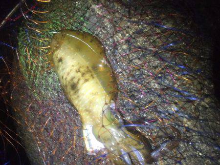 雨、風の中頑張りました。