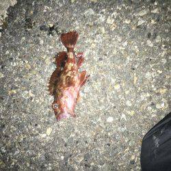 ロックフィッシュは面白いよ