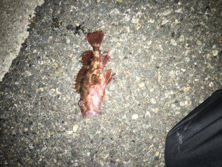 ロックフィッシュは面白いよ