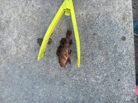 ロックフィッシュはいいね