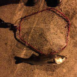 シーバス やっと釣れたよ