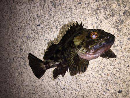 メバルとガッシー