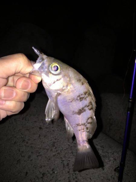 渋い！樽井メバル