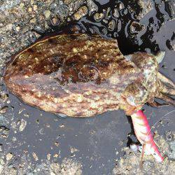 癒しのコウイカちゃん