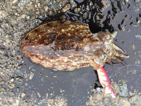 癒しのコウイカちゃん