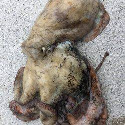 癒しのコウイカちゃん