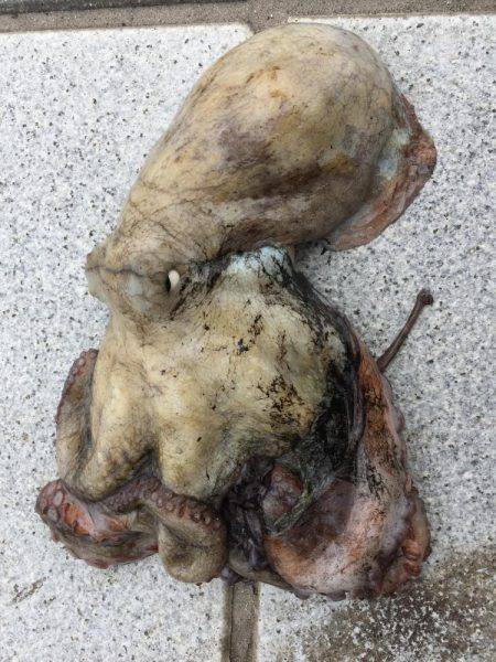 癒しのコウイカちゃん