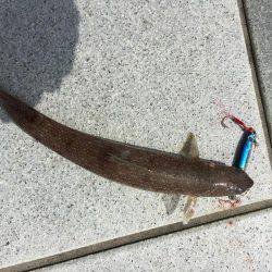 恐るべしビギナーズラック