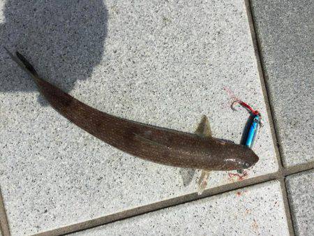 恐るべしビギナーズラック