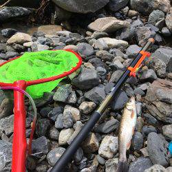 アマゴ狙いでウグイ