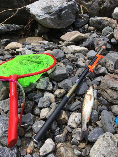 アマゴ狙いでウグイ